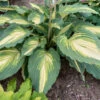 Shadowland® 'Love Story' Hosta 1 Shadowland® 'Love Story' Hosta -Plant Series 52ad05361f3541199a76ec17c9a6bc7f