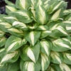 Shadowland® 'Miss America' Hosta 2 Shadowland® 'Miss America' Hosta -Plant Series 530Hosta MissAmerica 1