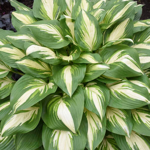 Shadowland® 'Miss America' Hosta 3 Shadowland® 'Miss America' Hosta