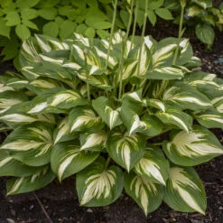 Shadowland® 'Miss America' Hosta 8 Shadowland® 'Miss America' Hosta -Plant Series 530Hosta MissAmerica 2