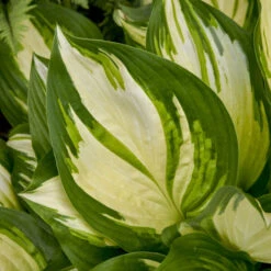 Shadowland® 'Miss America' Hosta 10 Shadowland® 'Miss America' Hosta -Plant Series 530Hosta MissAmerica 4