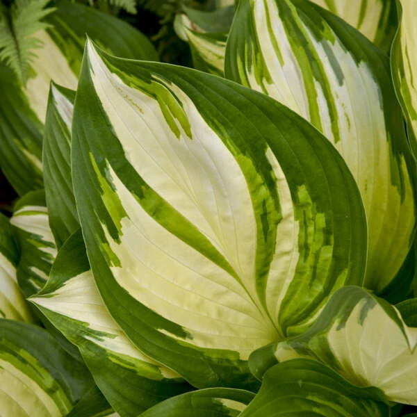 Shadowland® 'Miss America' Hosta 6 Shadowland® 'Miss America' Hosta - Image 4