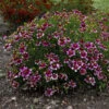 Sizzle & Spice® 'Zesty Zinger' Tickseed -Plant Series 531Coreopsisverticillata ZestyZinger 1