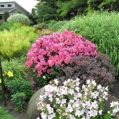 'Glamour Girl' Phlox -Plant Series 533 2026 popup