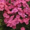 'Glamour Girl' Phlox -Plant Series 533 2028 popup
