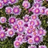 Kaleidoscope™ 'Pink Radiance' Ice Plant -Plant Series 533d6cad7dc6017ac96b6b94daa8e5db