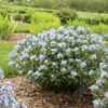 'Starstruck' Bluestar 2 'Starstruck' Bluestar -Plant Series 534Amsonia Starstruck 1