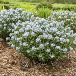 'Starstruck' Bluestar -Plant Series 534Amsonia Starstruck 2