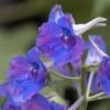 'Diamonds Blue' Delphinium -Plant Series 536 2043 popup