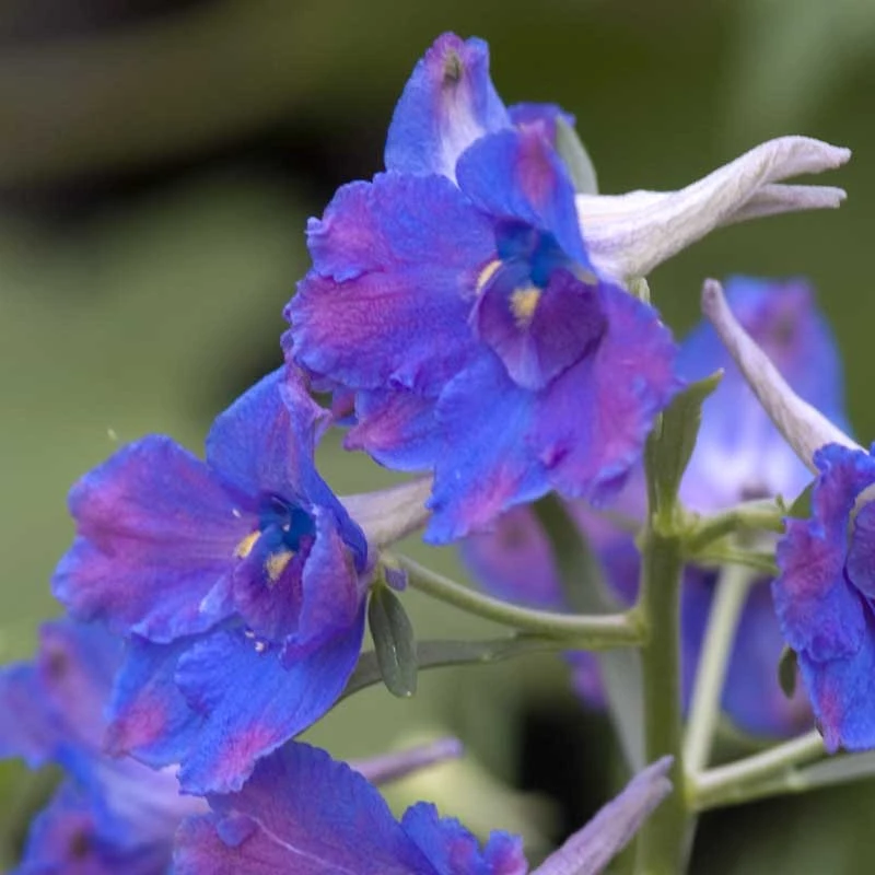 'Diamonds Blue' Delphinium 3 'Diamonds Blue' Delphinium