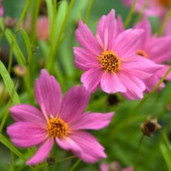 'American Dream' Tickseed 7 'American Dream' Tickseed -Plant Series 537 2219 popup ee0b5eb8 adfd 45d9 90fb a2268ccaf91e