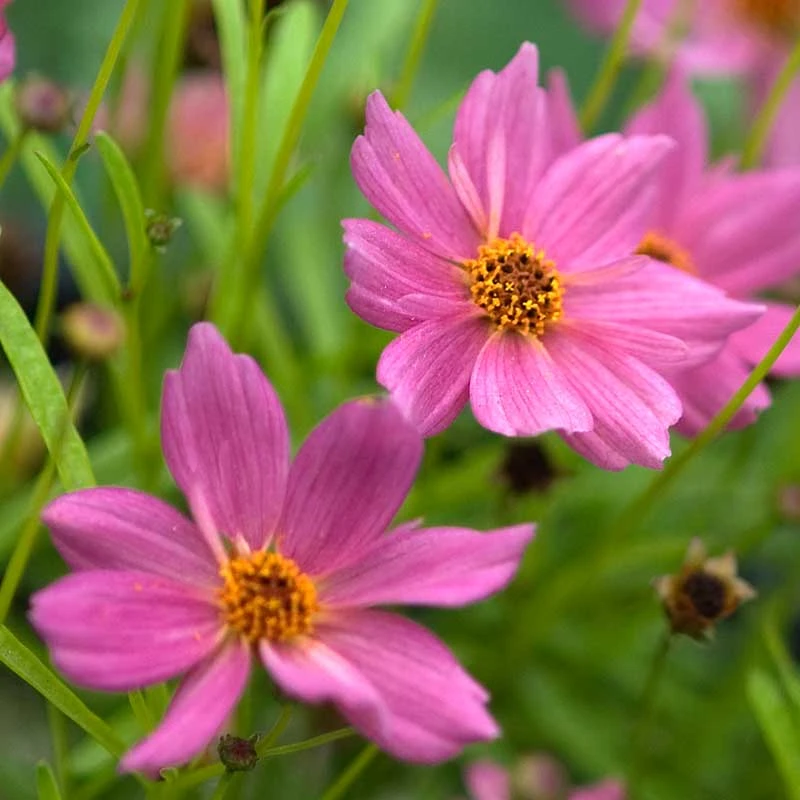 'American Dream' Tickseed 5 'American Dream' Tickseed - Image 3