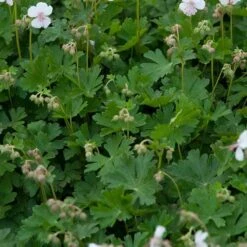 'Biokovo' Cranesbill -Plant Series 539 2052 popup 54bbb1b2 a771 4e24 b343 f2c831d6e024 sw