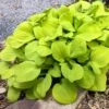 'Sun Mouse' Hosta -Plant Series 542 2064 popup