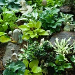 'Sun Mouse' Hosta -Plant Series 542 2217 popup