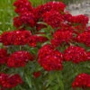 'Scarlet Fever' Dianthus -Plant Series 543Dianthusbarbatus ScarletFever 1