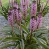 'African Night' Pineapple Lily -Plant Series 545Eucomis AfricanNight 1