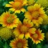 'Arizona Apricot' Blanket Flower 2 'Arizona Apricot' Blanket Flower -Plant Series 545 2070 popup 8b44ceba 9f91 4048 bcfc c76e63f40947 sw