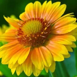 'Arizona Apricot' Blanket Flower -Plant Series 545 2071 popup 468b192a 3e32 44e4 8295 93eb20f79efc sw