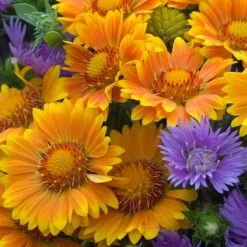 'Arizona Apricot' Blanket Flower -Plant Series 545 2073 popup e7b57a91 b829 4620 a797 58c0233322da sw
