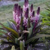 'Safari Adventure' Pineapple Lily 1 'Safari Adventure' Pineapple Lily -Plant Series 546Eucomis SafariAdventure 1
