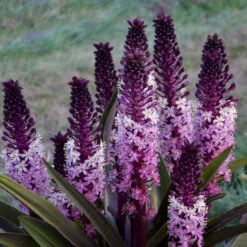 'Safari Adventure' Pineapple Lily -Plant Series 546Eucomis SafariAdventure 3