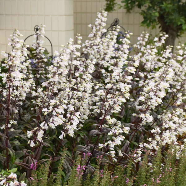 'Onyx And Pearls' Beardtongue 3 'Onyx And Pearls' Beardtongue