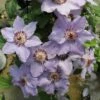 Still Waters™ Clematis -Plant Series 548 2082 popup