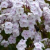 'Fashionably Early Crystal' Hybrid Phlox 1 'Fashionably Early Crystal' Hybrid Phlox -Plant Series 549Phlox FashionablyEarlyCrystal 1