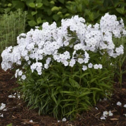 'Fashionably Early Crystal' Hybrid Phlox 7 'Fashionably Early Crystal' Hybrid Phlox -Plant Series 549Phlox FashionablyEarlyCrystal 2