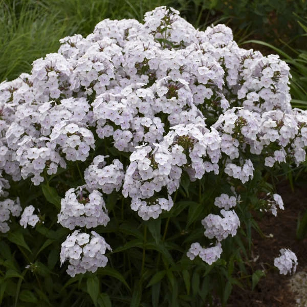 'Fashionably Early Crystal' Hybrid Phlox 6 'Fashionably Early Crystal' Hybrid Phlox - Image 4