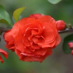 Double Take Orange™ Flowering Quince 12 Double Take Orange™ Flowering Quince -Plant Series 550 2089 popup