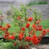 Double Take Orange™ Flowering Quince -Plant Series 550 2090 popup sw