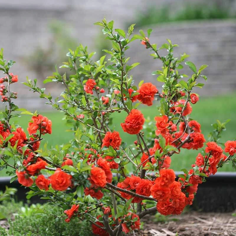 Double Take Orange™ Flowering Quince 3 Double Take Orange™ Flowering Quince