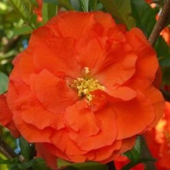 Double Take Orange™ Flowering Quince 13 Double Take Orange™ Flowering Quince -Plant Series 550 2092 popup
