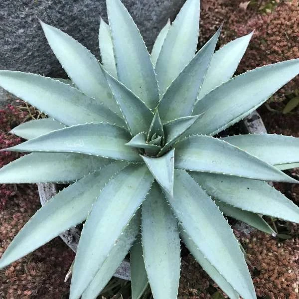 Mad About Mangave® 'Frosted Elegance' Mangave 3 Mad About Mangave® 'Frosted Elegance' Mangave