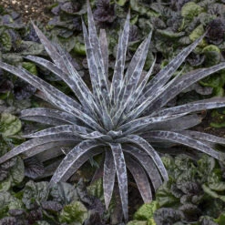 Mad About Mangave® 'Moonglow' Mangave -Plant Series 554Mangave Moonglow 3