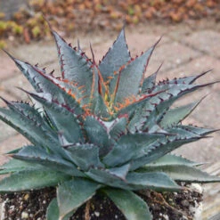 Mad About Mangave® 'Tooth Fairy' Mangave -Plant Series 555Mangave ToothFairy 3