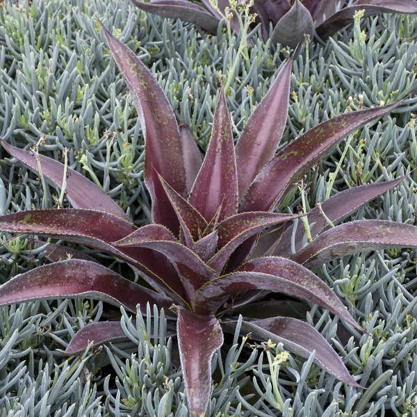 Mad About Mangave® 'Mission To Mars' Mangave 6 Mad About Mangave® 'Mission To Mars' Mangave - Image 4