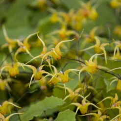 'Amber Queen' Barrenwort -Plant Series 556Epimedium AmberQueen 2