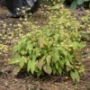 'Amber Queen' Barrenwort 2 'Amber Queen' Barrenwort -Plant Series 556Epimedium AmberQueen 3