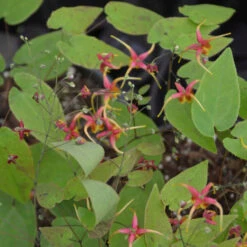 'Rigoletto' Barrenwort 6 'Rigoletto' Barrenwort -Plant Series 557Epimediumxomeiense Rigoletto 1