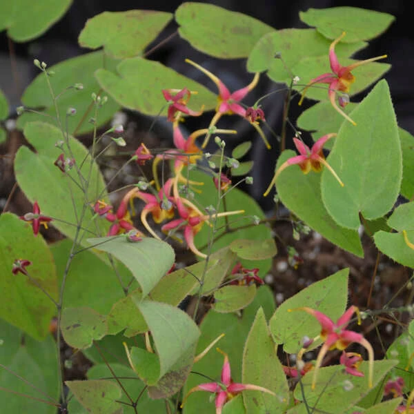 'Rigoletto' Barrenwort 4 'Rigoletto' Barrenwort - Image 2