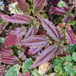 'Sandy Claws' Barrenwort -Plant Series 558Epimediumwushanense SandyClaws 4