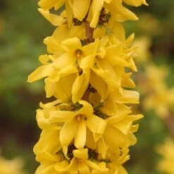 Show Off Starlet® Forsythia -Plant Series 558 2136 popup