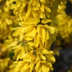 Show Off Starlet® Forsythia -Plant Series 558 2137 popup