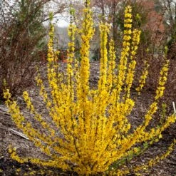 Show Off Starlet® Forsythia -Plant Series 558 2138 popup