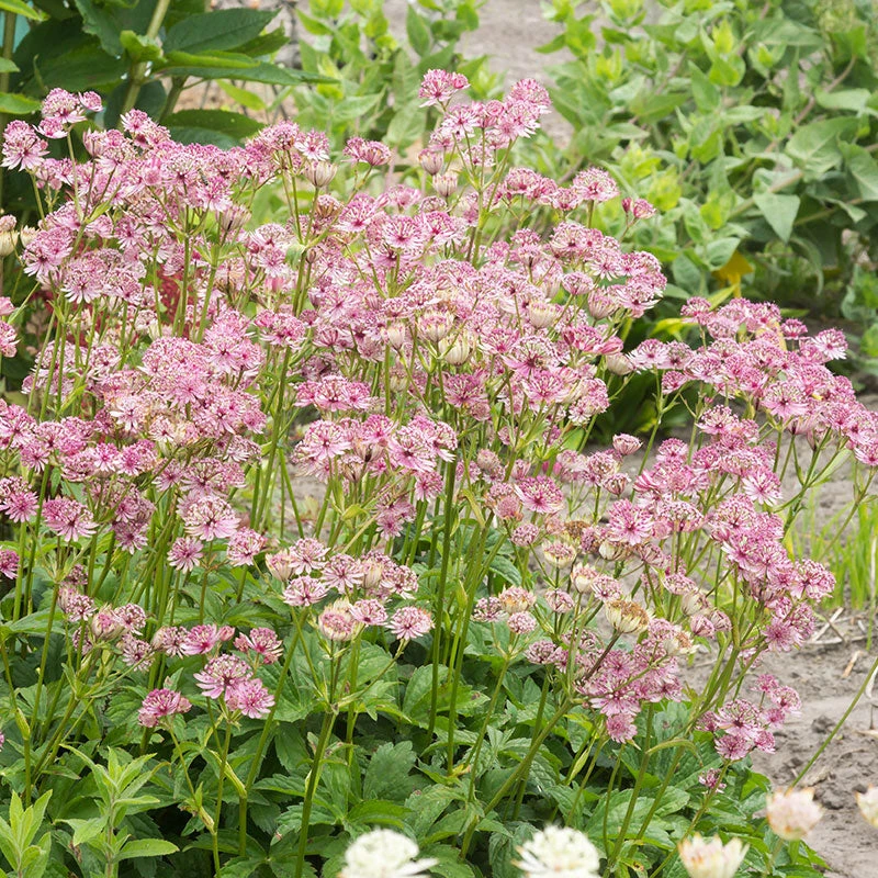 'Sparkling Stars Pink' Masterwort 4 'Sparkling Stars Pink' Masterwort - Image 2