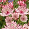 'Sparkling Stars Pink' Masterwort 1 'Sparkling Stars Pink' Masterwort -Plant Series 561 Astrantia sparkling stars pink 2