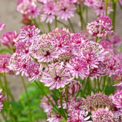 'Sparkling Stars Pink' Masterwort 10 'Sparkling Stars Pink' Masterwort -Plant Series 561 Astrantia sparkling stars pink 7